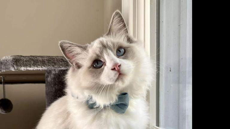 We just found the cutest cat in Macon. Here’s the fluffy feline that won our poll