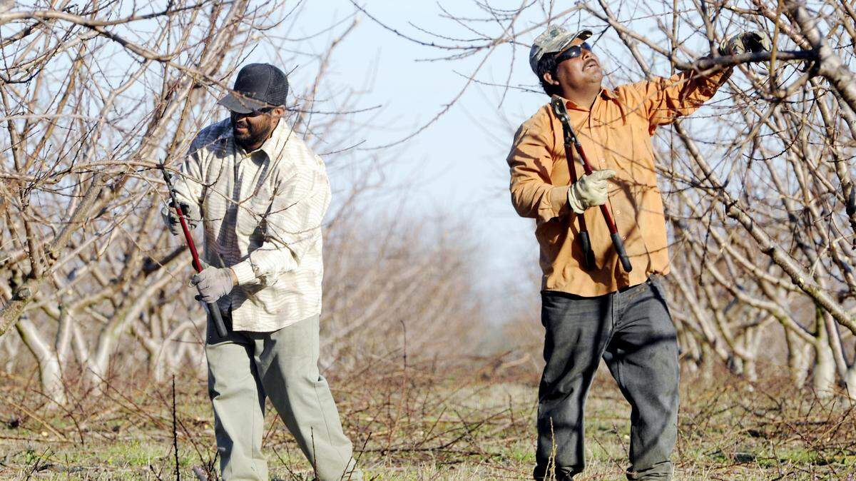 JASON VORHEES/THE TELEGRAPHWorkers prune peach trees during winter 2012 in a Lane Packing orchard in Peach County.