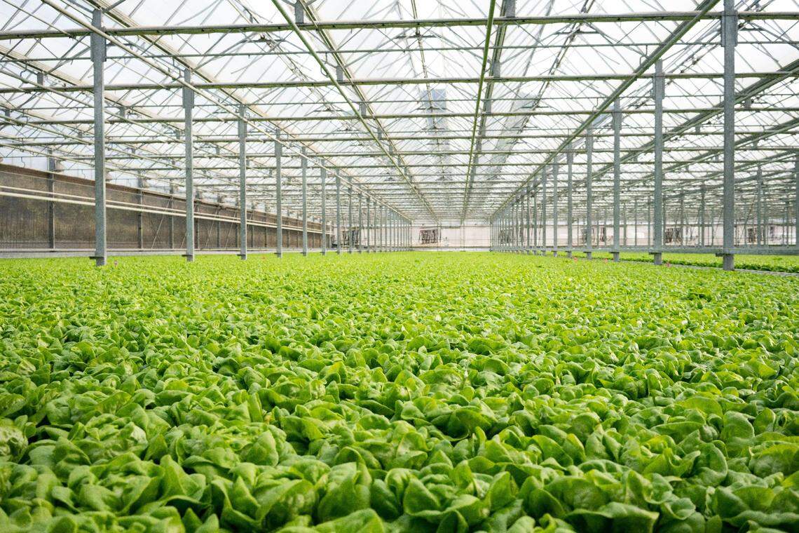 Pete’s, a longtime, California-based greenhouse grower, is expected to invest $18 million in opening their first Southeastern indoor agriculture facility at the Robins International Industrial Park which is located within both Peach County and the city of Warner Robins, the largest city in neighboring Houston County. Warner Robins has annexed into Peach County.
