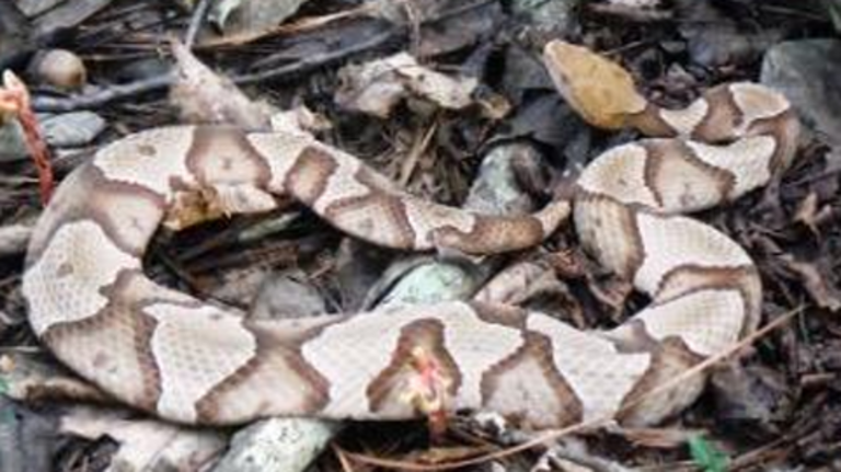 Are copperhead snakes in Ohio more active after it rains? What experts say & how to stay safe