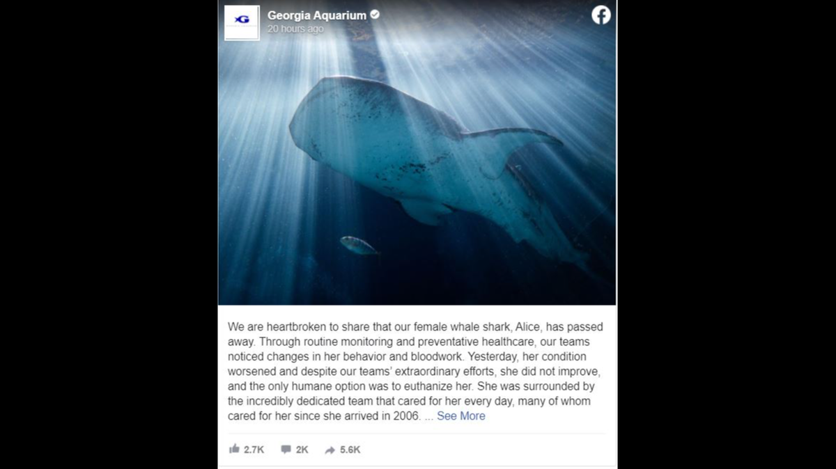 A whale shark named Alice who came to the Georgia Aquarium in 2006 died Sunday.