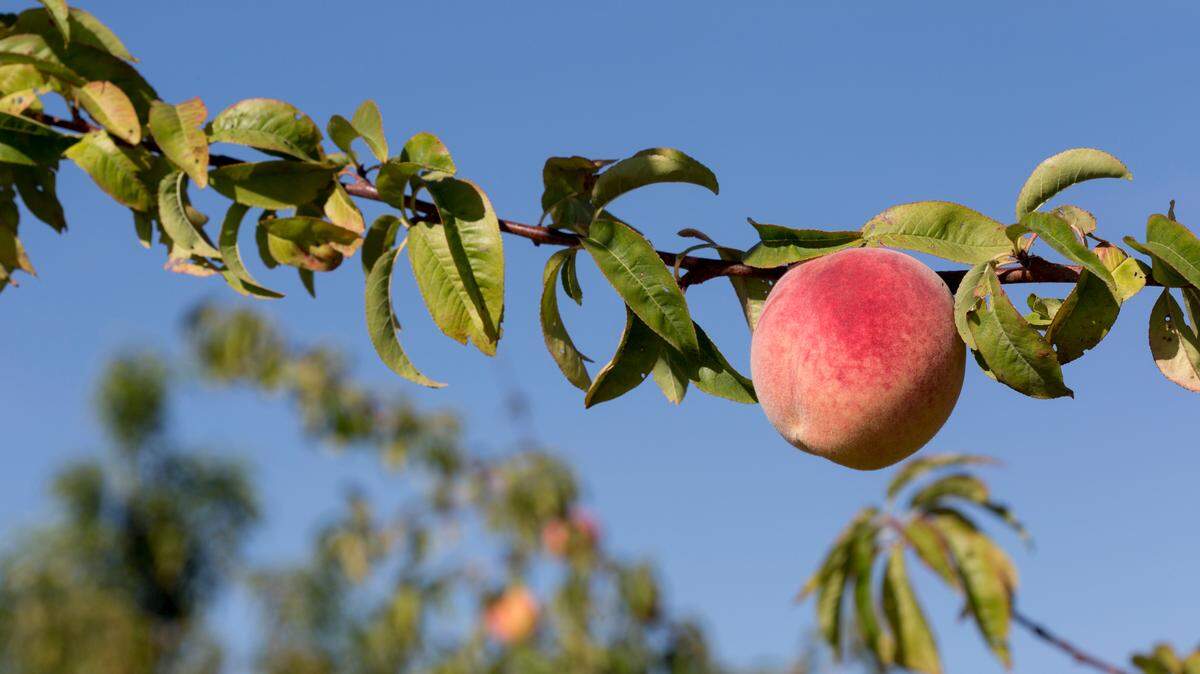 Despite being the peach state, Georgia only has the third-highest production yield of the crop behind South Carolina and California.