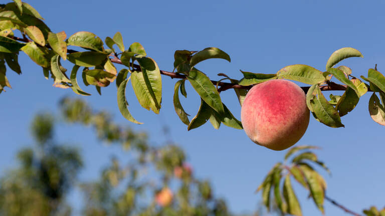 Here’s why Georgia peaches are at risk & what’s in store for the Peach State