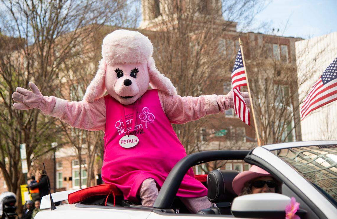 Cherry Blossom Festival mascot Petals poses for a picture along Mulberry Street Sunday during the 39th Annual Cherry Blossom Parade.