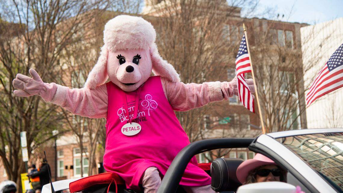 Here’s what to know about this weekend’s Macon Cherry Blossom Fest parking & policies