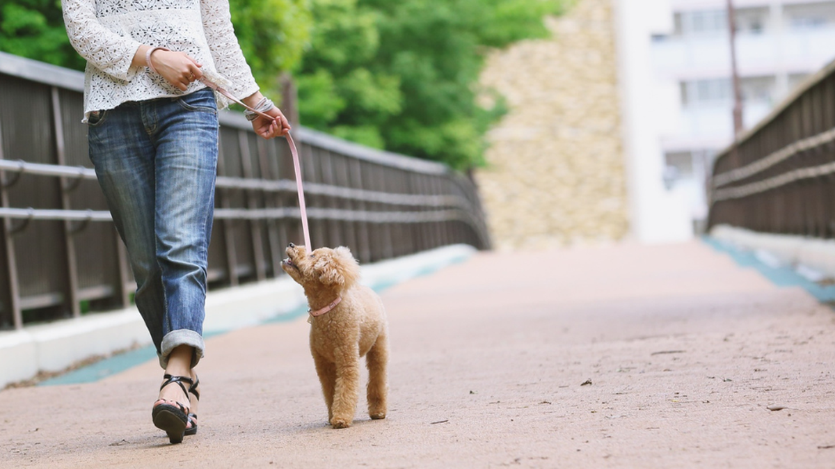 Georgia ias one of the best cities in the US for pet friendly vacations.