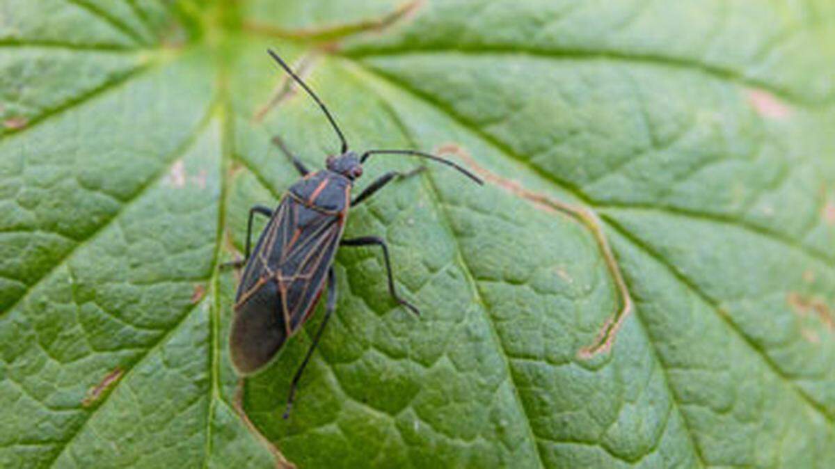 These bugs are coming for your home this fall.