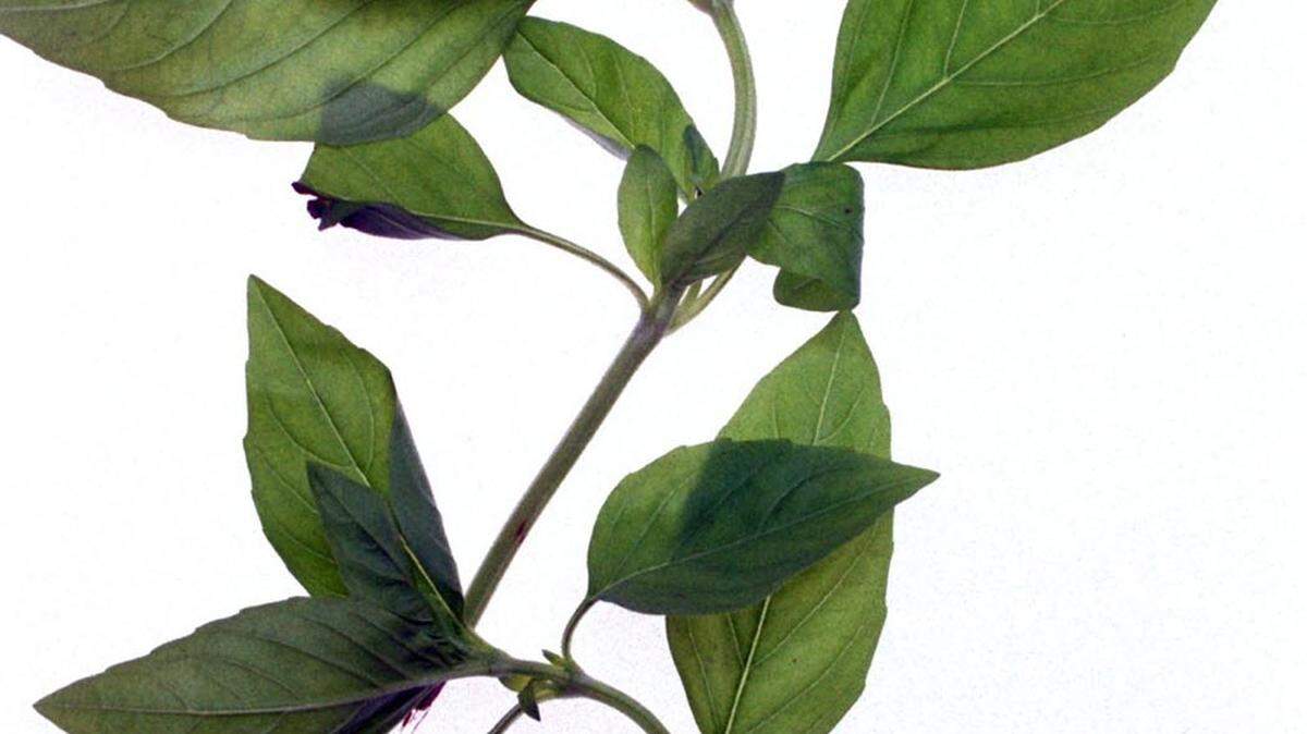 Delicate flat leaf herbs such as basil can be harvested, dried and enjoyed during cooler months.