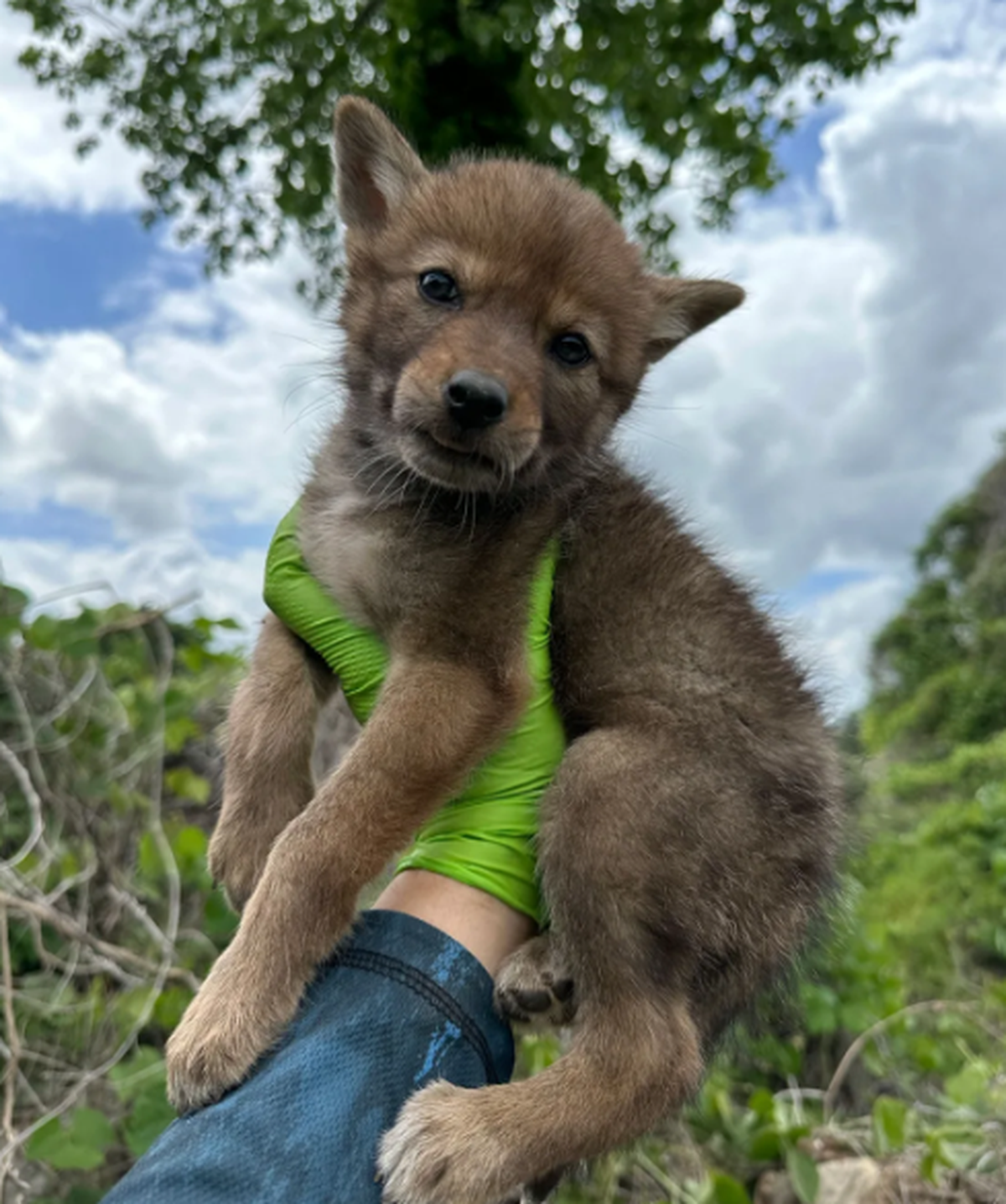 Coyote puppy season is here in GA