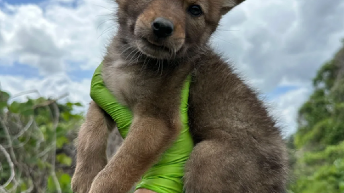 Coyote puppy season is here in GA.