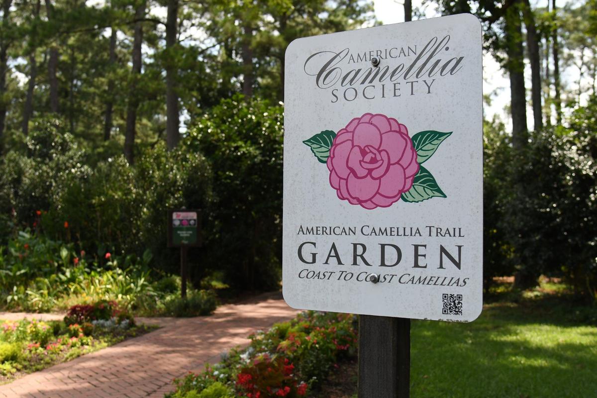 A sign depicting the American Camellia Society sits near a path in Massee Lane Gardens on Wednesday, July 17, 2024, in Fort Valley, Georgia. Massee Lane Gardens is the headquarters of the American Camellia Society, drawing in thousands of visitors during peak season to view the flowers.