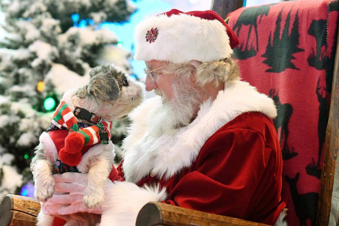 Reese, a 6-year-old Shih Tzu owned by Piccola Johnson of Macon looks back at Santa Claus at Bass Pro Shops in December 2017.
