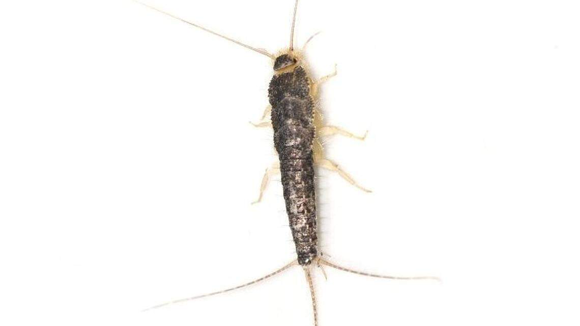 Silverfish thrive in the winter.
