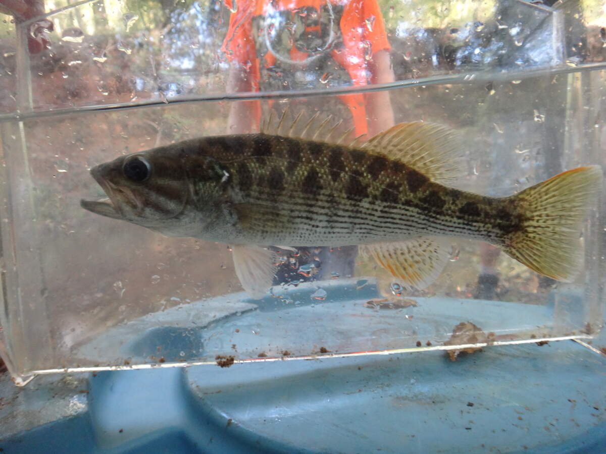 Scientists formally recongized the Altamaha Bass as its own distinct species just last year, according to Albanese.