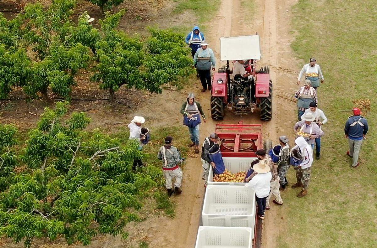Dickey Farms workers dump peaches into a crate while pciking in an ordcard in Byron Monday morning. Dickey along with other Middle Georgia peach farmers sustained a substantail loss in the years crop due to lack of chill hours and a late freeze.