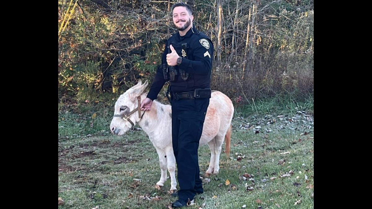 A donkey wearing a mask was captured roaming the streets of Dawson County, Georgia, Sunday, Nov. 14.