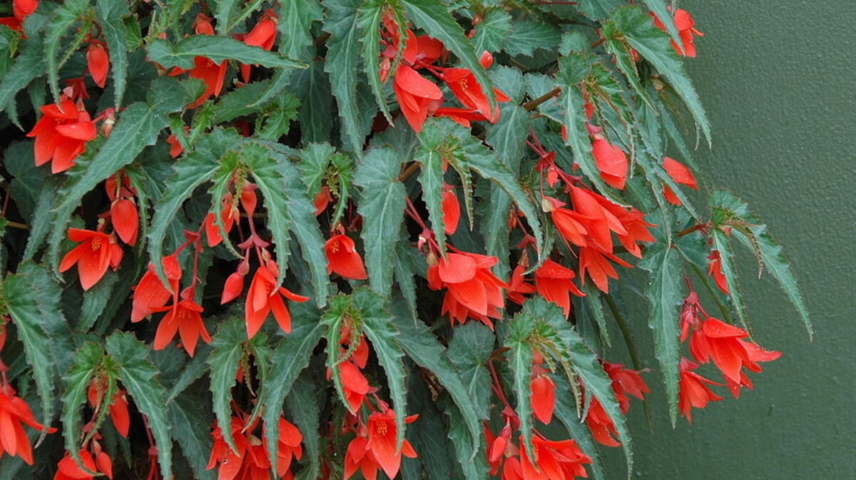 Mandalay Mandarin is fairly new and one of several great choices on Bolivian begonias. (Norman Winter)