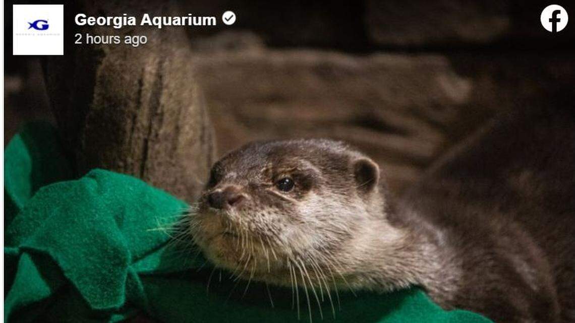 Otters at the Georgia Aquarium have tested positive for the coronavirus.