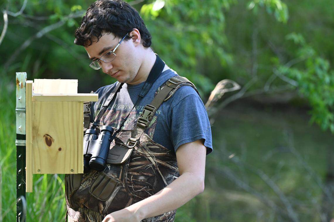 Georgia College and State University senior environmental science major Anthony Pastilha examines one of ten nesting boxes for prothonotary warblers at Andalusia Farm on Friday, April 17, 2026, in Milledgeville, Ga. Professor Michelle Moyer and undergraduate students are studying the migratory patterns of the prothonotary warblers, an indicator of wetland health that have never been studied in Georgia.