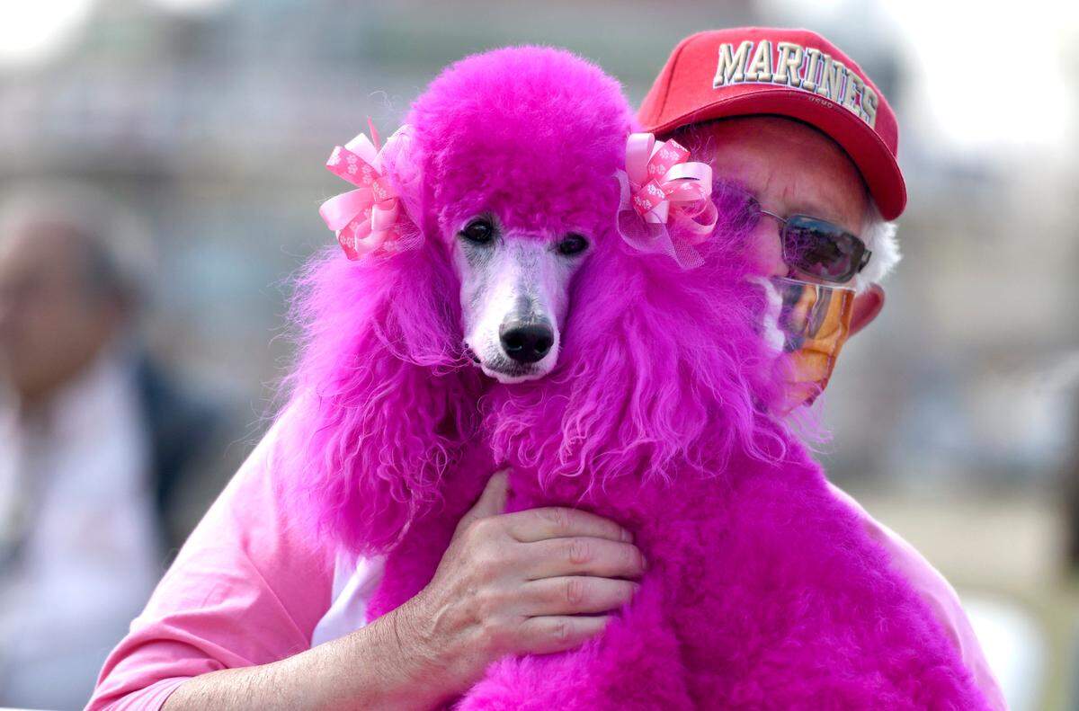 Paul Williams holds his poodle Cherry on his lap while watching the opening ceremonies for the Cherry Blossom Festival Friday at Carolyn Crayton Park.