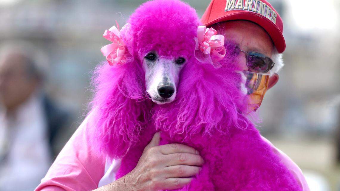 Macon’s Cherry Blossom Festival is back for 2022. Here’s all you need to know