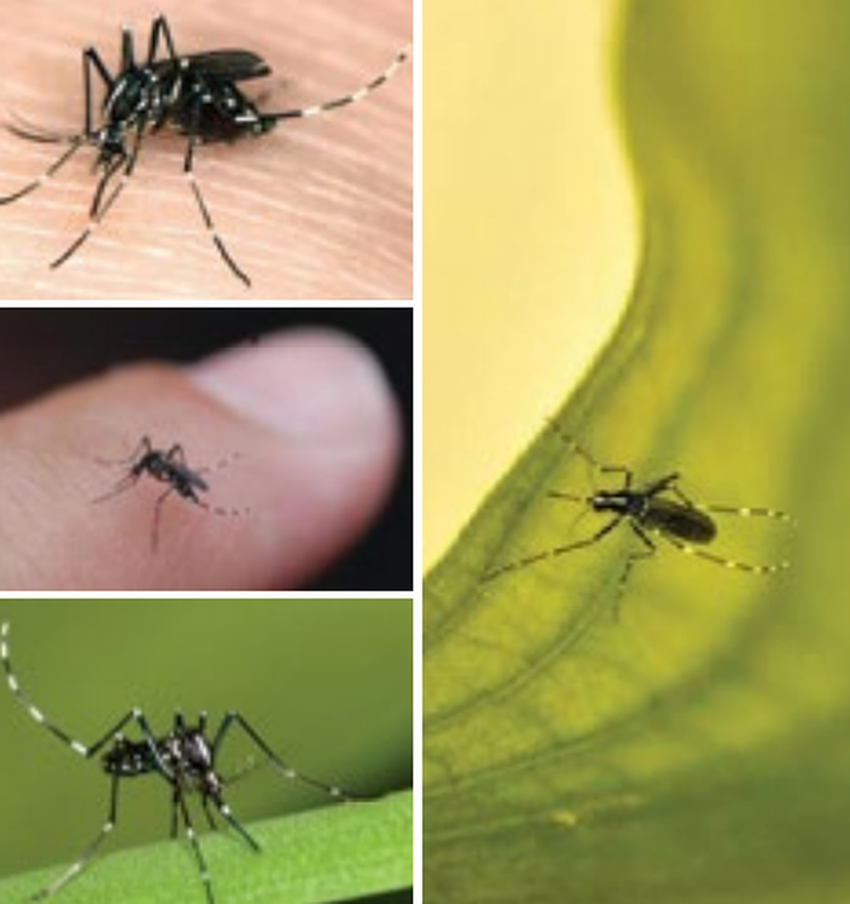 The Asian Tiger Mosquito is one of North Carolina’s most known pests.
