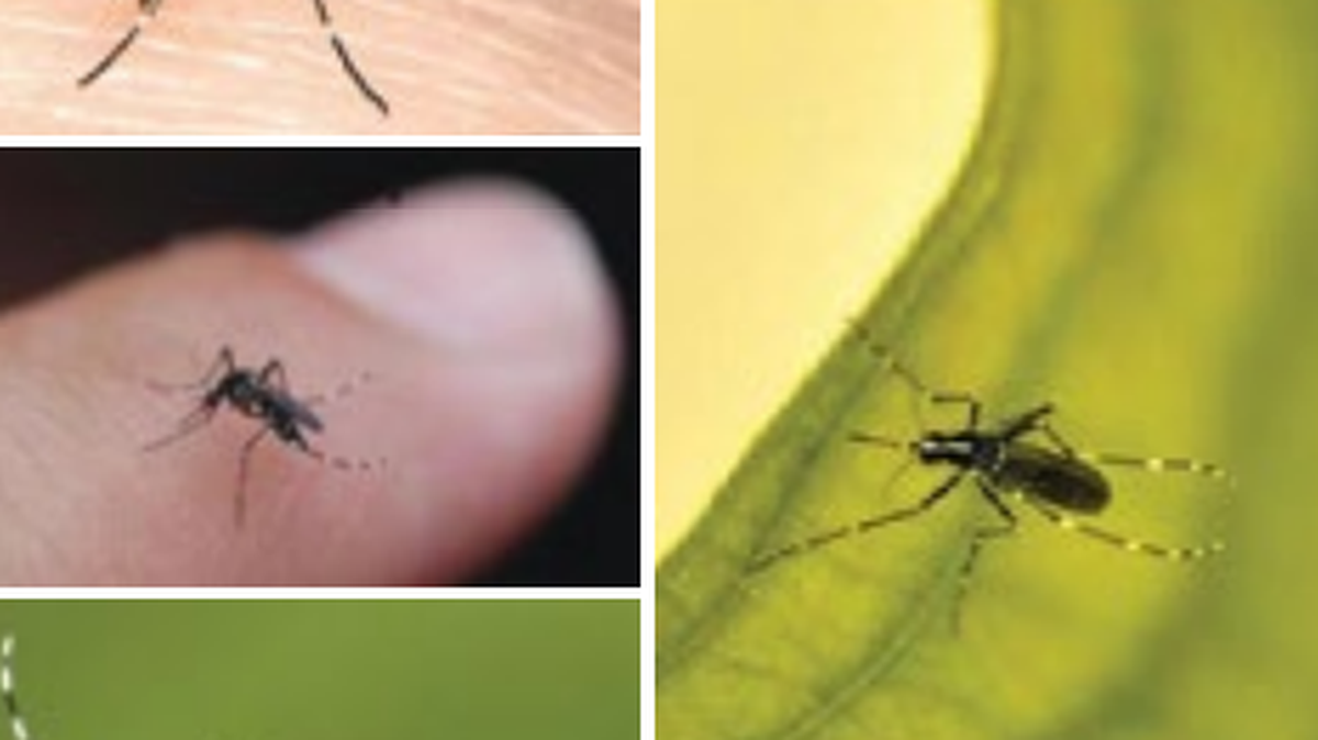 The Asian Tiger Mosquito is one of Georgia’s most known pests.