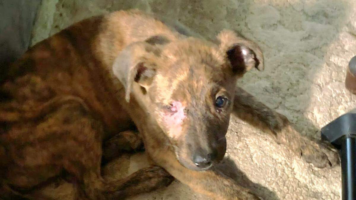 Guy Paine, a puppy thrown over a bridge in Macon on May 21, is making strides in his recovery.