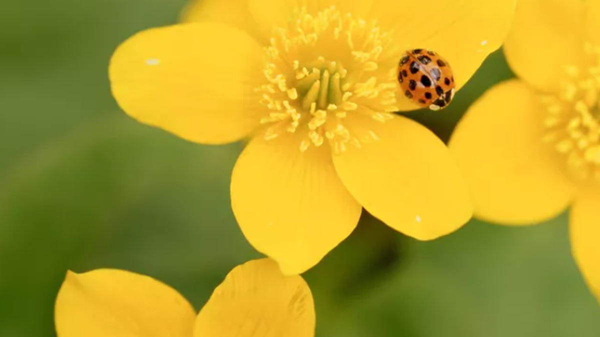 Asian lady beetle