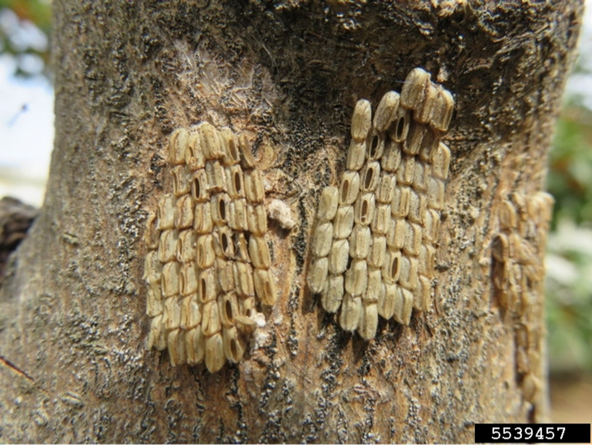 Spotted Lanternfly pests can lay eggs just about anywhere and cause chaos with crops.