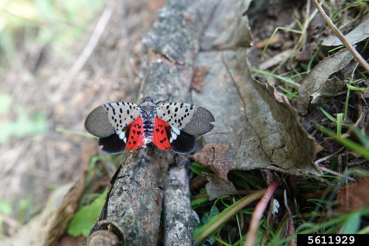 Why is the Spotted Lanternfly a threat?