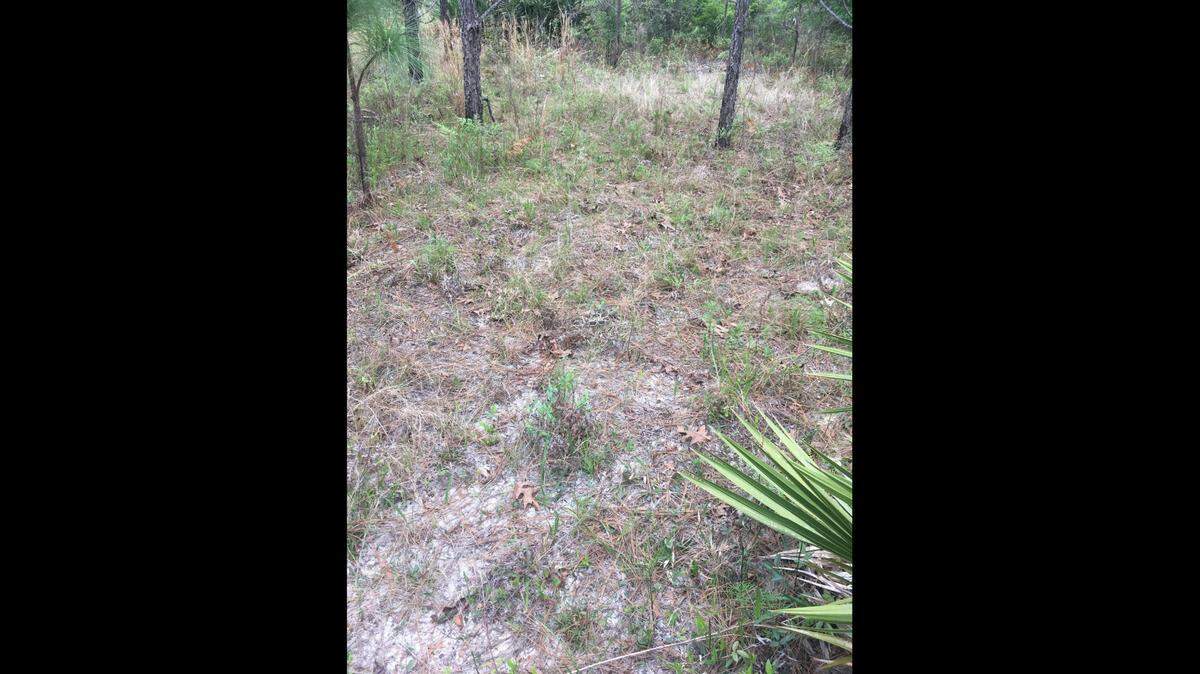 Can you find the large Eastern diamondback rattlesnake in this photo taken in a Georgia field? Many people couldn’t spot the venomous snake