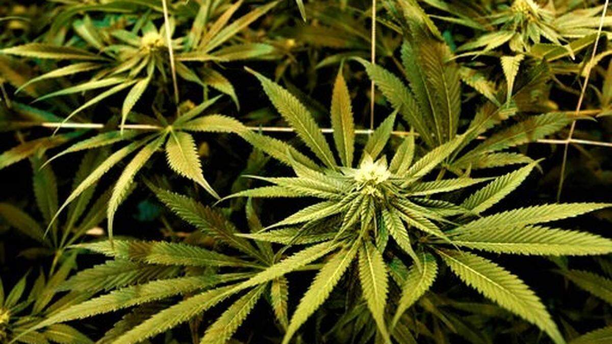 File photograph of marijuana plant.