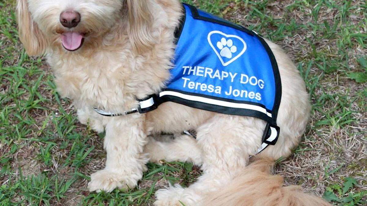 PATTI JONES/SPECIAL TO THE TELEGRAPHTeresa Jones, a registered therapy dog, visits residents in nursing homes, assisted living facilities, as well as to students in schools and to patients and families in hospice.
