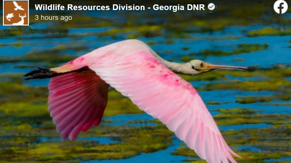 The pink birds are puzzling some of the public. What are they?