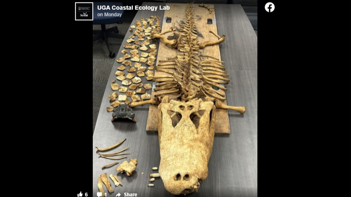 Doc’s GPS tracker stopped moving in August, and researchers later discovered he had died. Sixty percent of his skeleton was recovered.