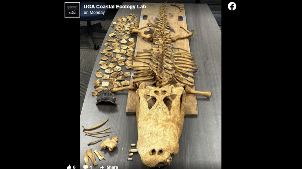 Doc’s GPS tracker stopped moving in August, and researchers later discovered he had died. Sixty percent of his skeleton was recovered.