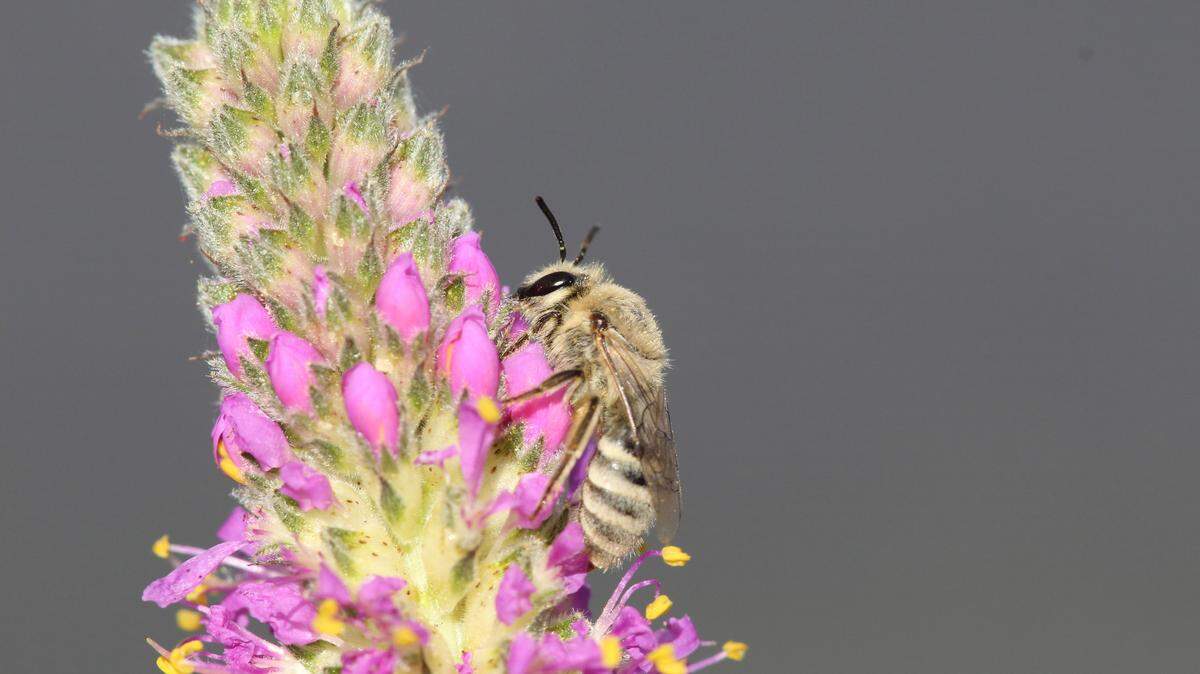With its striped abdomen, furry thorax and large compound eyes, this may look like the quintessential honeybee, but it is a bee named Colletes, feeding on a prairie clover. Besides the honeybee, there are approximately 4,000 bee species in the United States and Canada. 