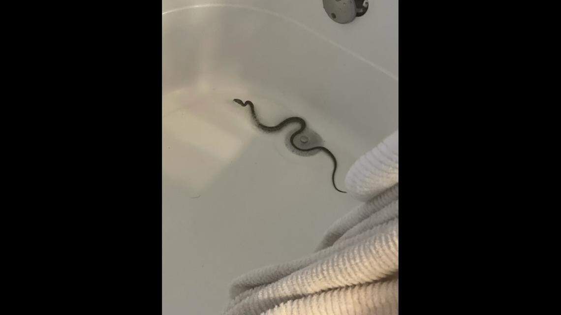 The snake fell into the tub during capture.