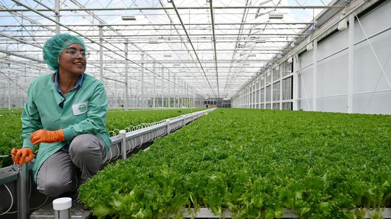 This Macon greenhouse’s approach to farming ‘pays off in your fridge.’ See it.