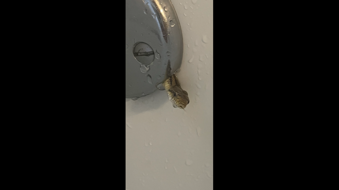 A snake crawled up a drain pipe, interrupting a Savannah, Georgia woman’s bath.