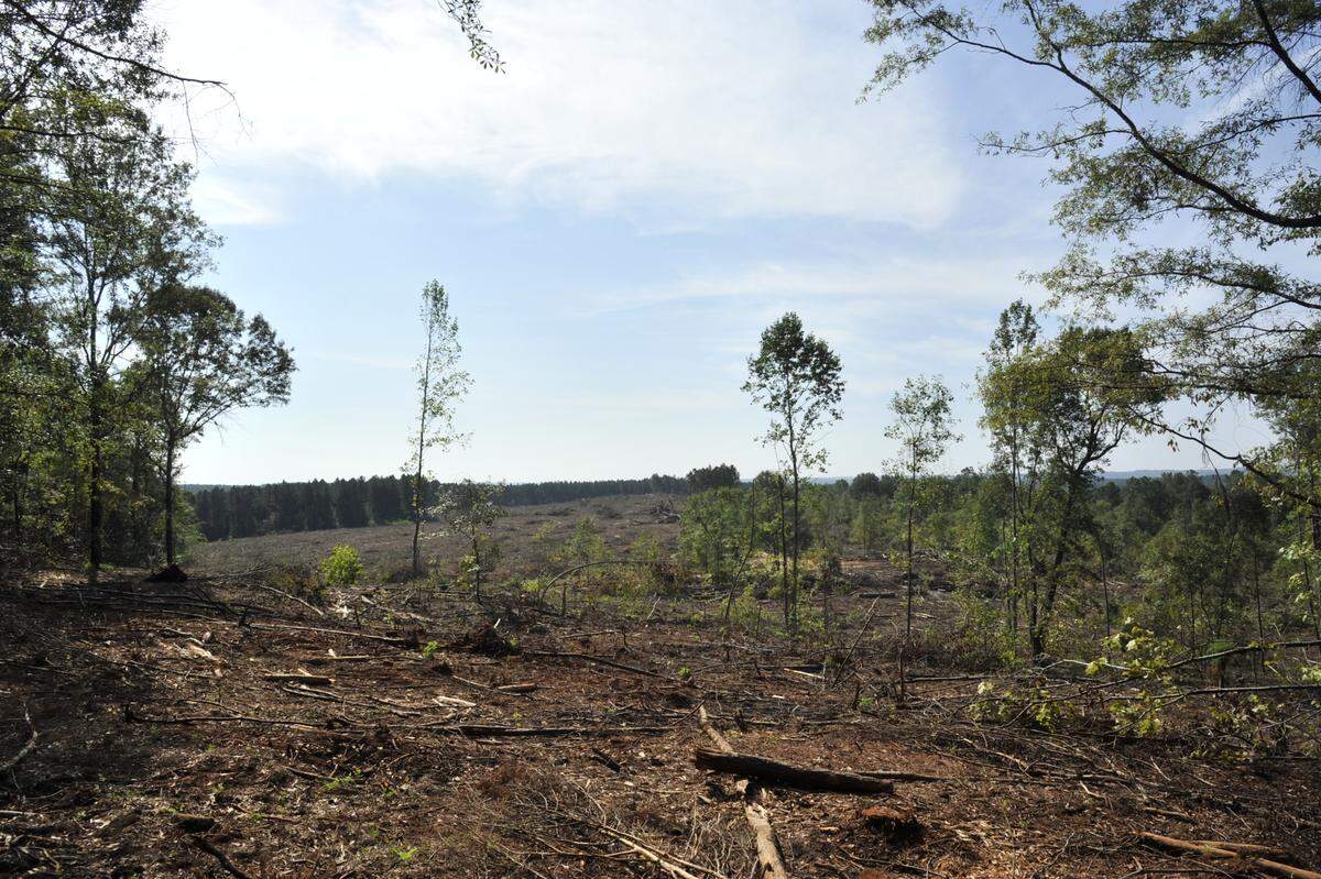 Clear cutting in progress on September 19, 2023, on the property being assessed by Silicon Ranch for a potential solar farm