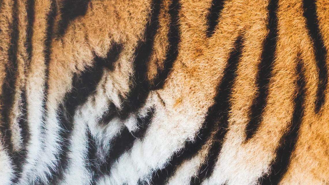 The southwest Georgia zoo hosts tigers as well as lions, monkeys, wolves and other wildlife.