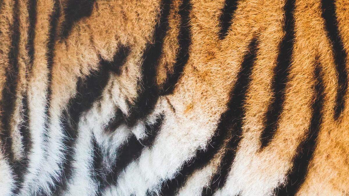 The southwest Georgia zoo hosts tigers as well as lions, monkeys, wolves and other wildlife.
