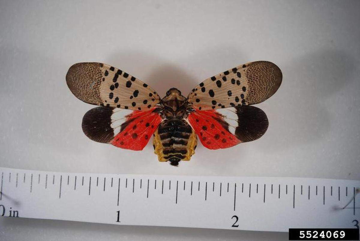 An adult Spotted Lanternfly has black and red markings with spots.