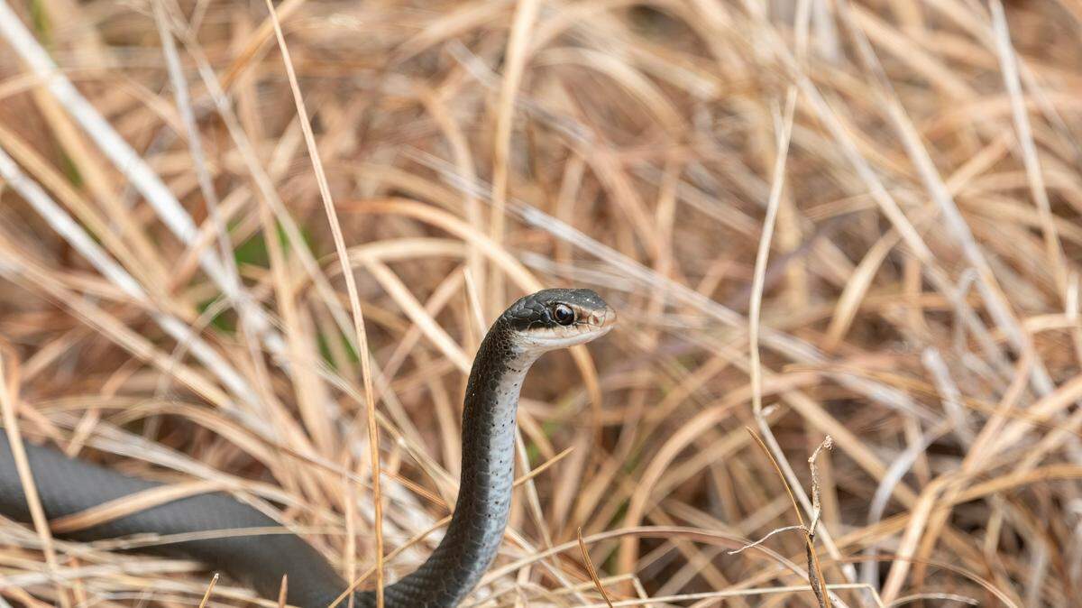 The southern black racer is one of Georgia’s 40 non-venomous snakes that are protected by law from being hunted or killed.
