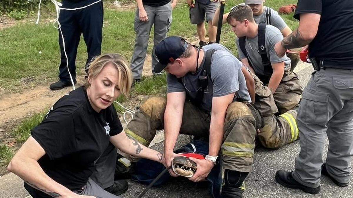 Bibb County Animal Enforcement officials along with the Bibb County Fire Department detained a more than 11-foot gator found in a neighborhood on Houston Avenue on Tuesday, July 1, 2025.