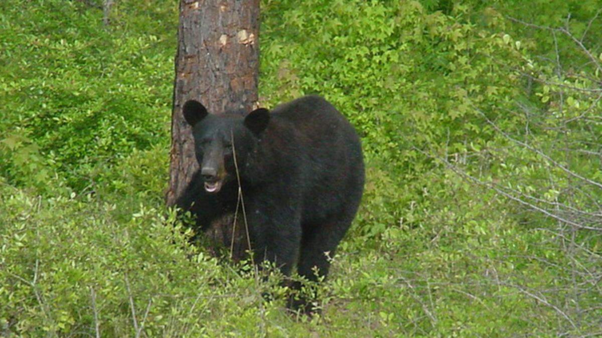 Black bear sightings will ramp up in spring.