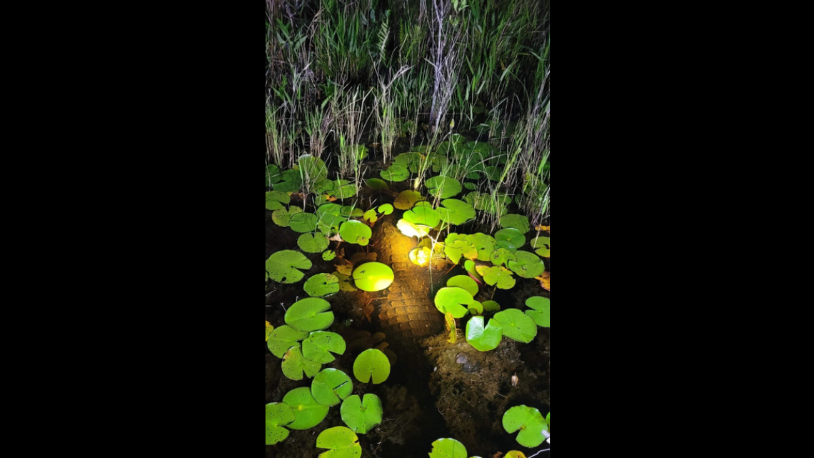 A large, sneaky alligator tried hiding from researchers in a Georgia swamp by submerging itself. It can be seen just below the surface in this photo.