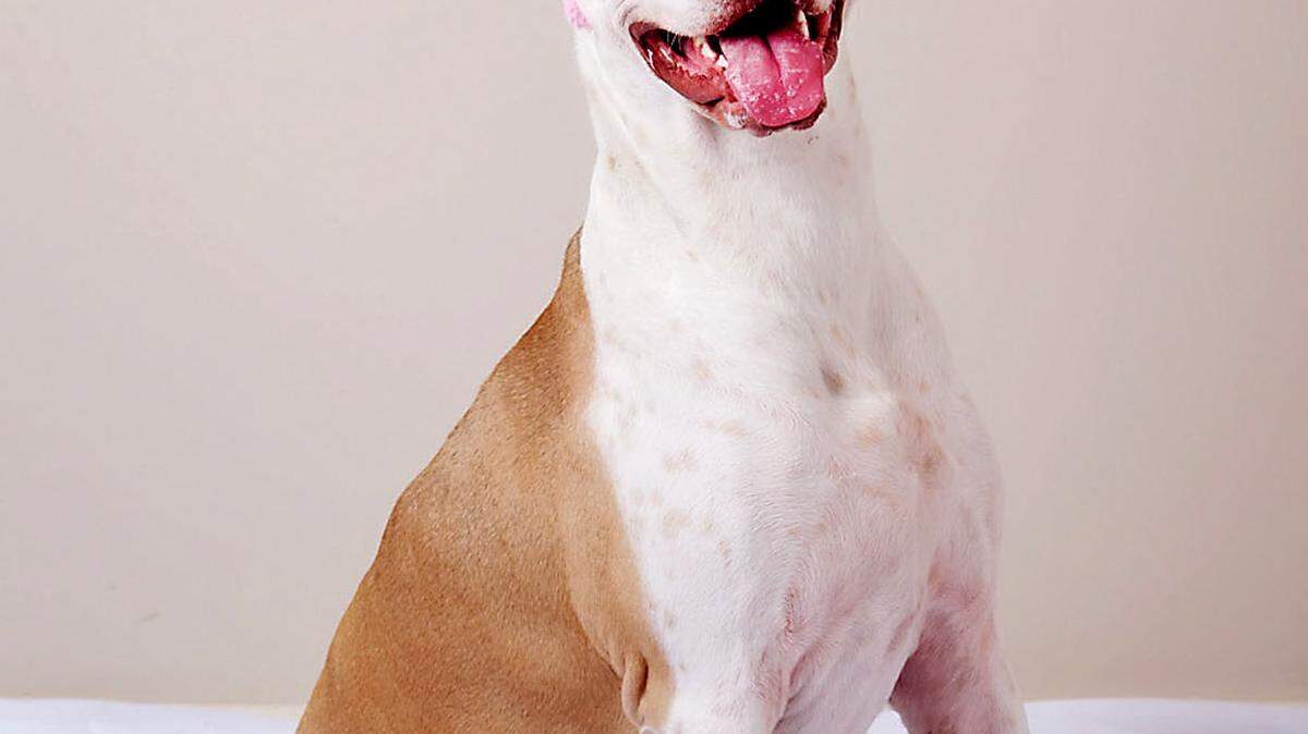 ROBIN GATTI NEWBERN/SPECIAL TO THE TELEGRAPH
AC Pup wishes everyone a happy Easter and cautions against gifting children live animals for the holiday.